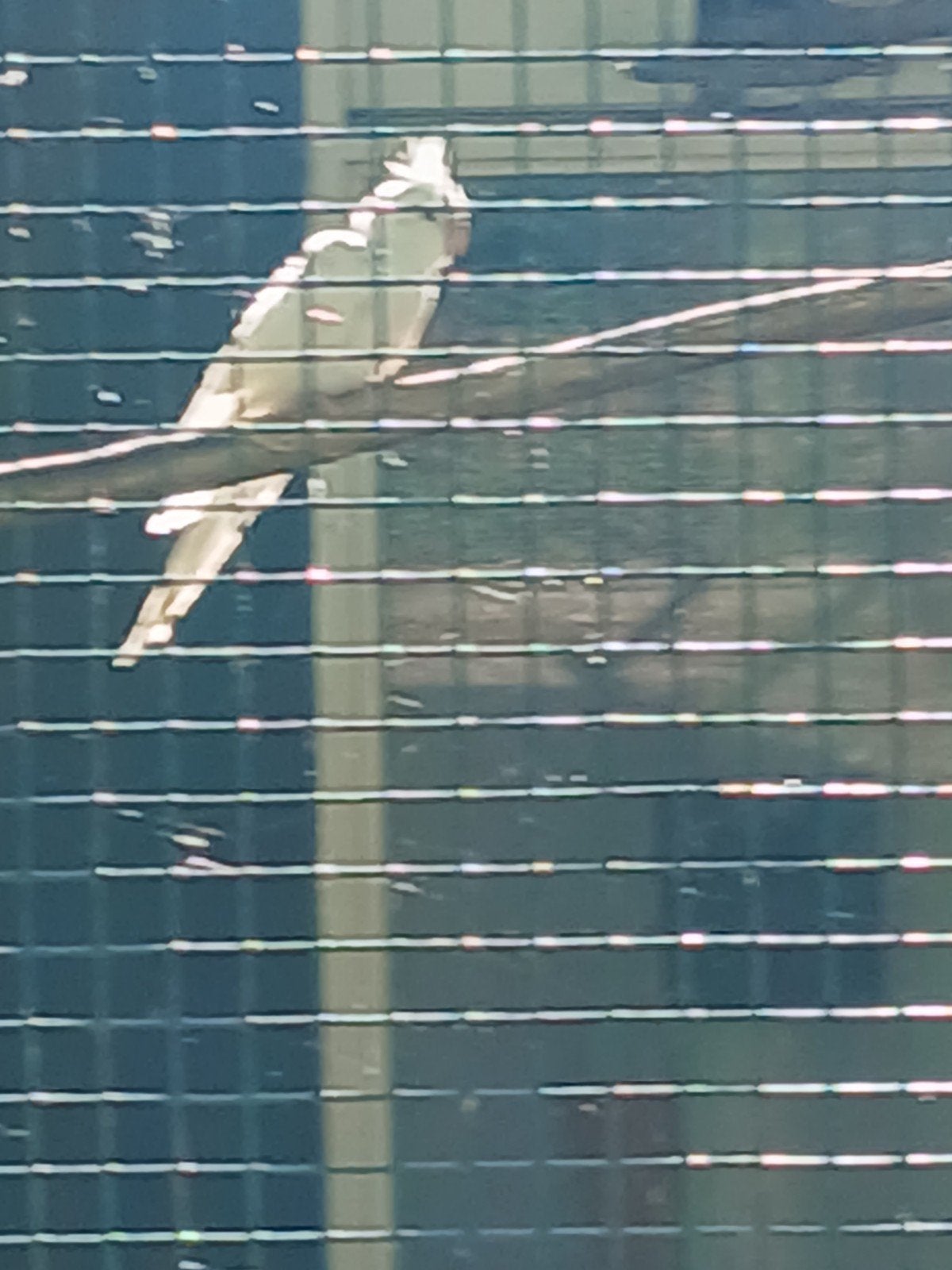 Jonge valkparkieten, Dieren en Toebehoren, Meerdere dieren, Parkiet