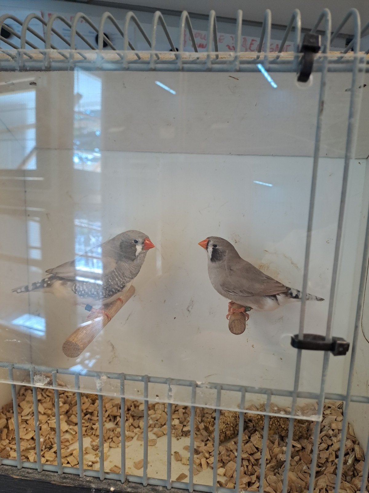Koppel zebravinken, Dieren en Toebehoren, Vogels | Overige Vogels, Meerdere dieren, Geringd