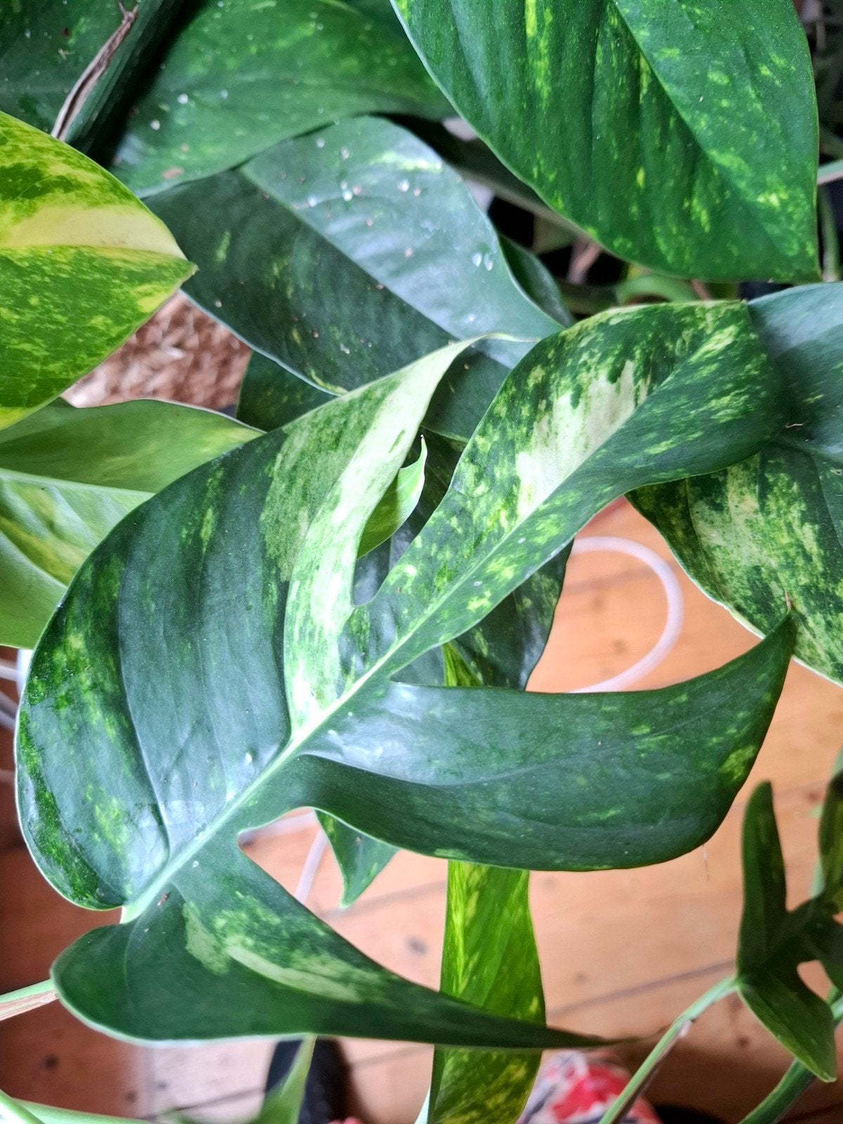 Epipremnum Pinnatum Cintho Goldfinger stek Aurea Variegata, Ophalen of Verzenden, Halfschaduw, Minder dan 100 cm