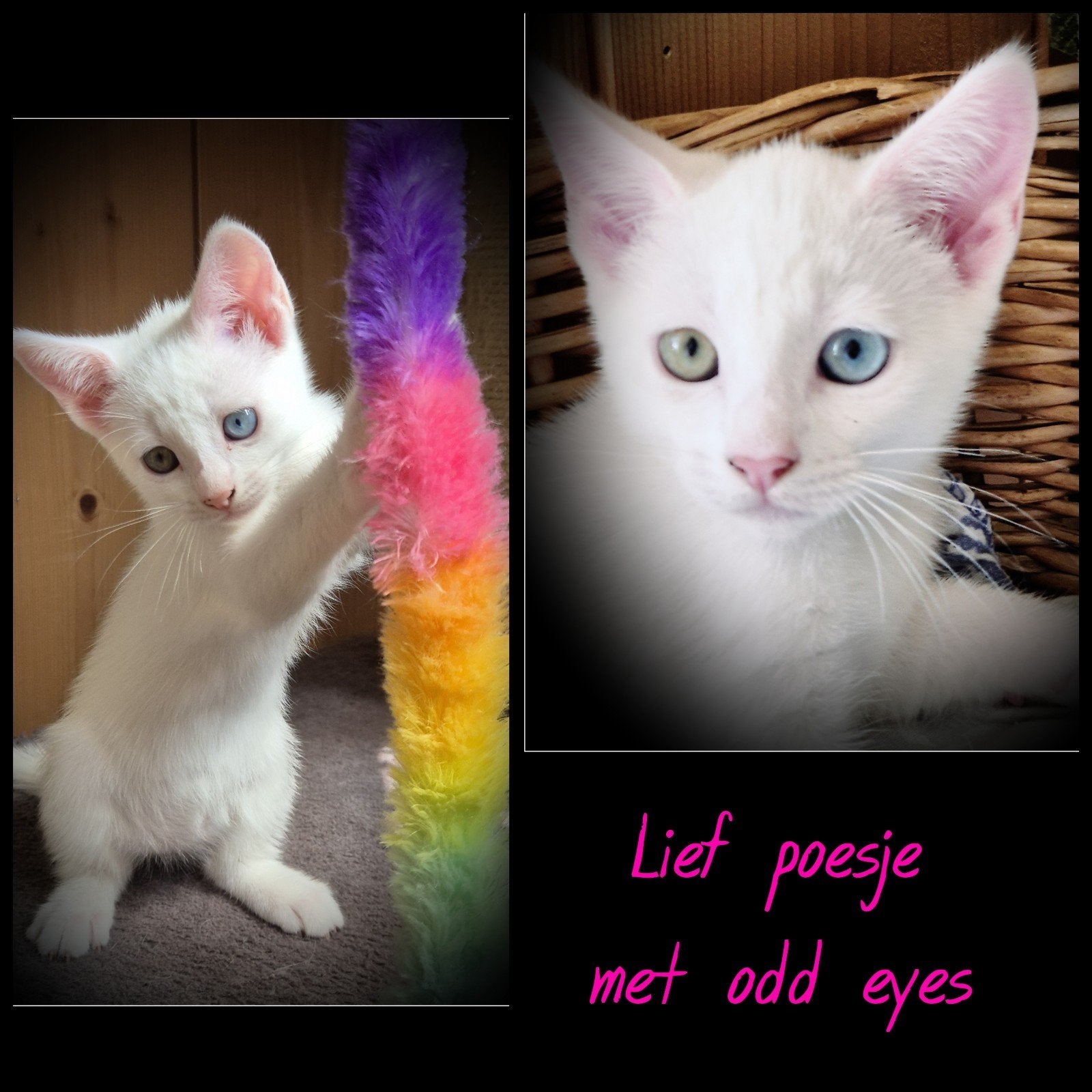 Spier wit poesje met odd eyes .( ingeënt) lieve witte kitten, Meerdere dieren, Kortharig, 0 tot 2 jaar