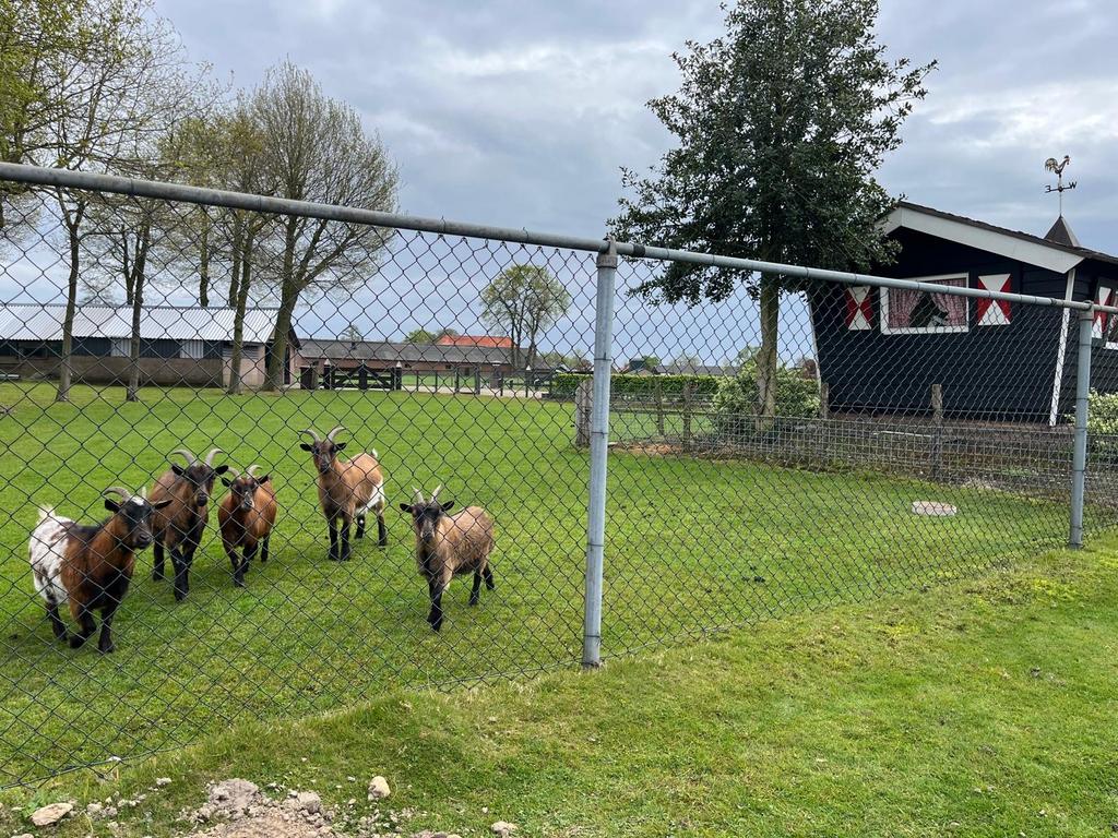 67m Heras gaashekwerk, 1.50m hoog, gegalvaniseerd, Ophalen, Gebruikt, IJzer, Gaashekwerk