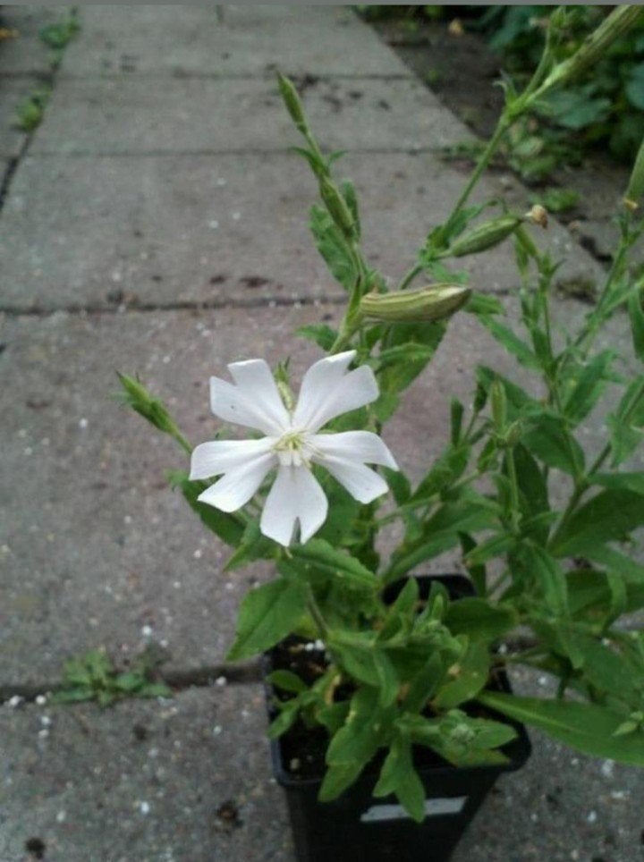 Silene capensis - Afrikaanse droom wortel planten, Volle zon, Vaste plant, Ophalen of Verzenden, Kruiden
