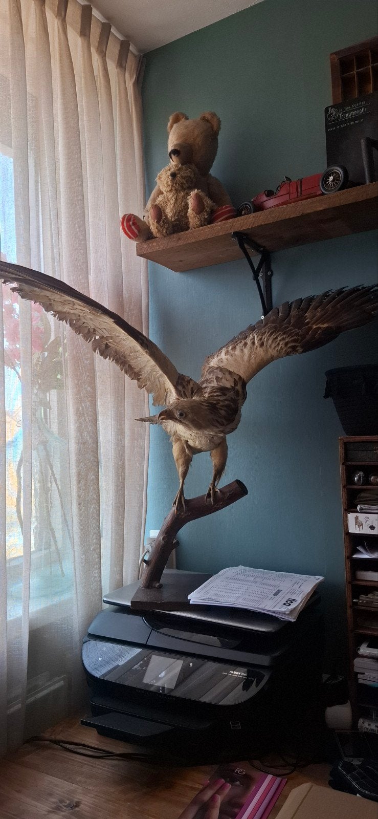 Vintage opgezette buizerd - Uniek decoratiestuk, Verzamelen, Ophalen, Gebruikt