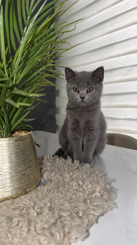 Britse korthaar  kittens 13 weken, Meerdere dieren, Ontwormd, 0 tot 2 jaar