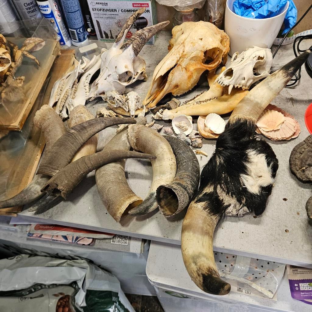 Verzameling schedels en hoorns opgezet taxidermie taxidermy, Verzamelen, Ophalen of Verzenden, Schedel