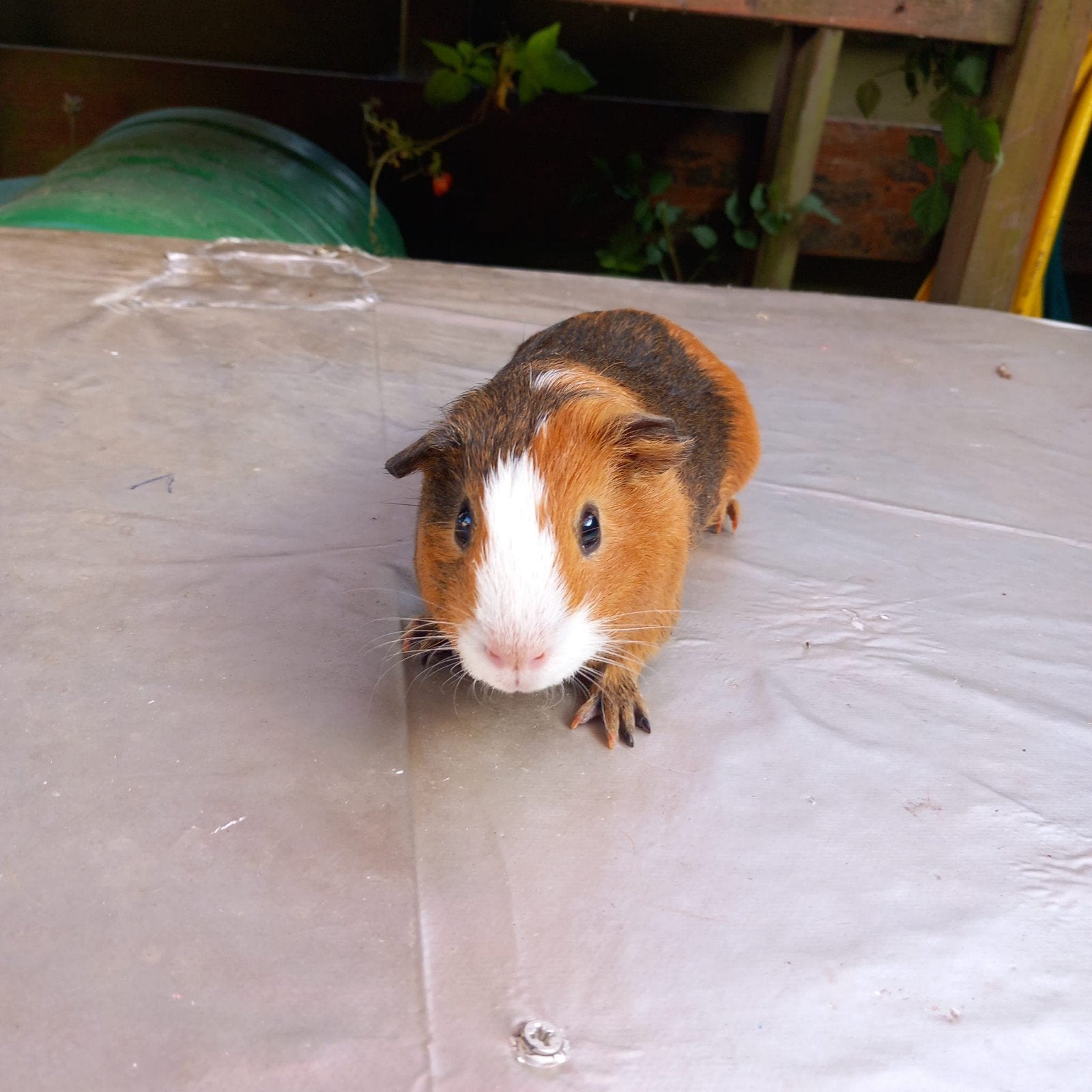 cavia, Januari, Mannelijk, Cavia