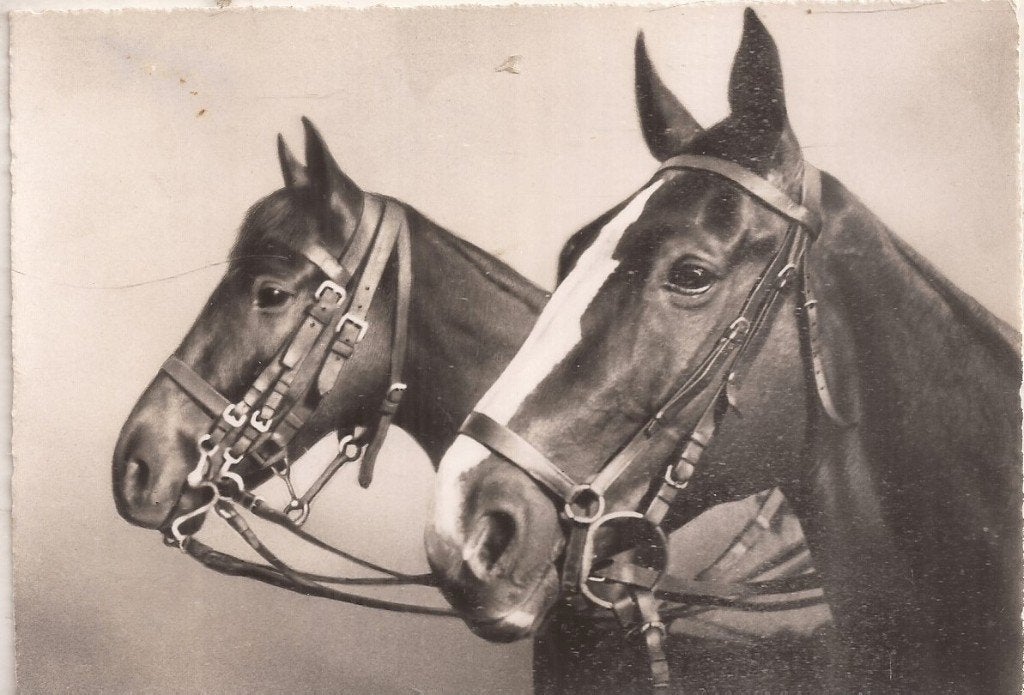 Paardenhoofden Reitpferde 50/60er jaren Uitg. Beringer & Pam, Ophalen of Verzenden, 1940 tot 1960, Ongelopen, Paard