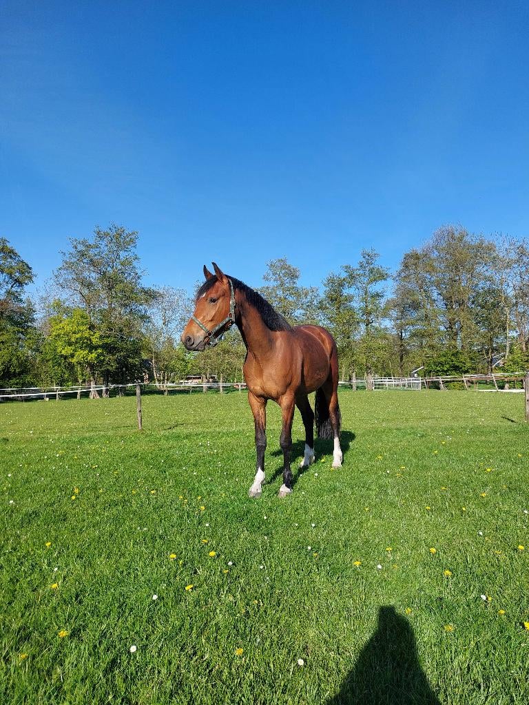 Knappe 3 jarige ruin Florida tn, Dieren en Toebehoren, Paarden, Met stamboom, Ruin, Dressuurpaard, 3 tot 6 jaar