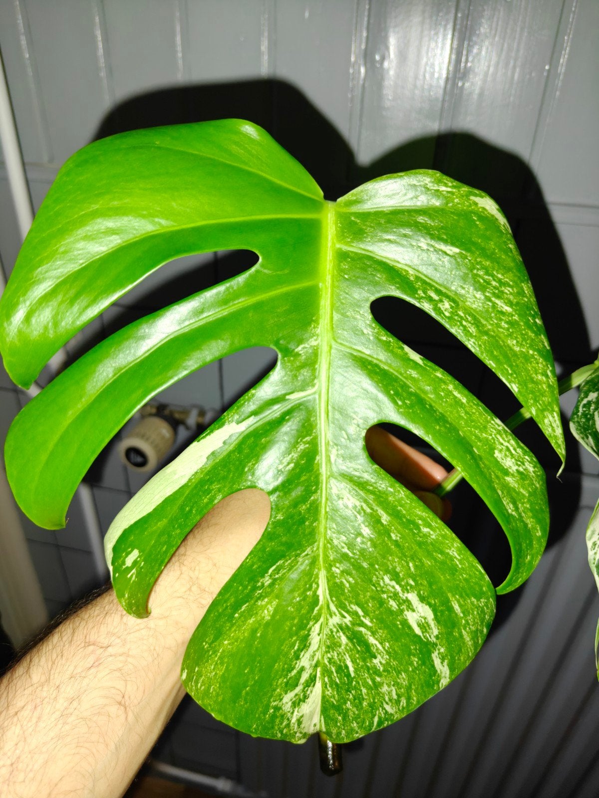 Monstera Albo stekjes met wortels, Overige soorten, Minder dan 100 cm, Groene kamerplant, Halfschaduw