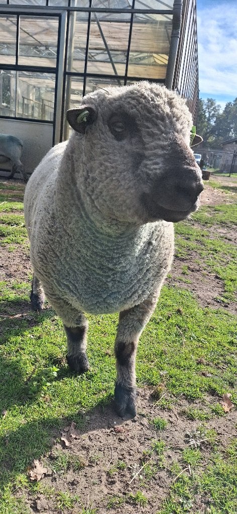 Hampshire down dekram, Mannelijk, Schaap, 3 tot 5 jaar