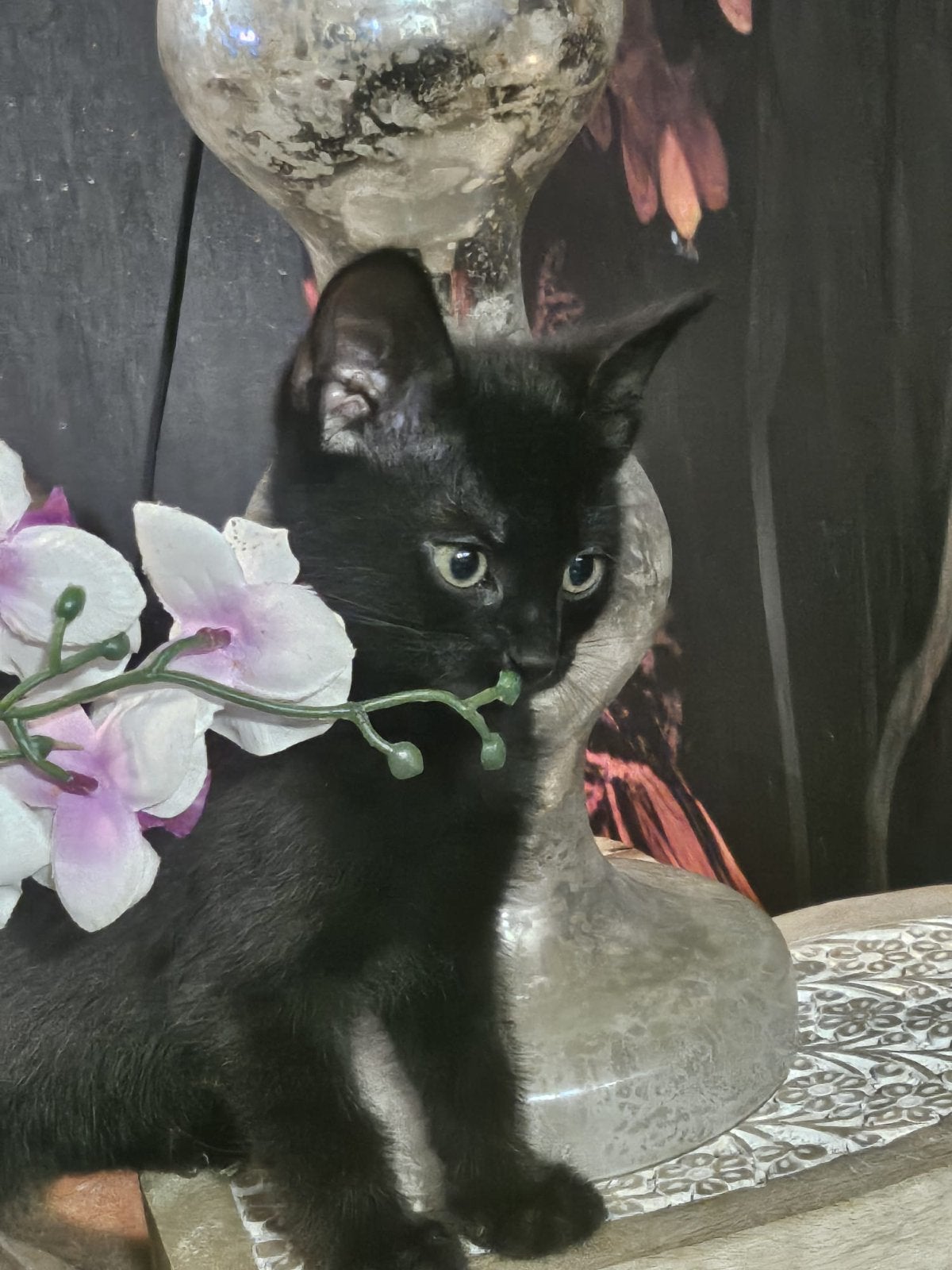 Kittens, Dieren en Toebehoren