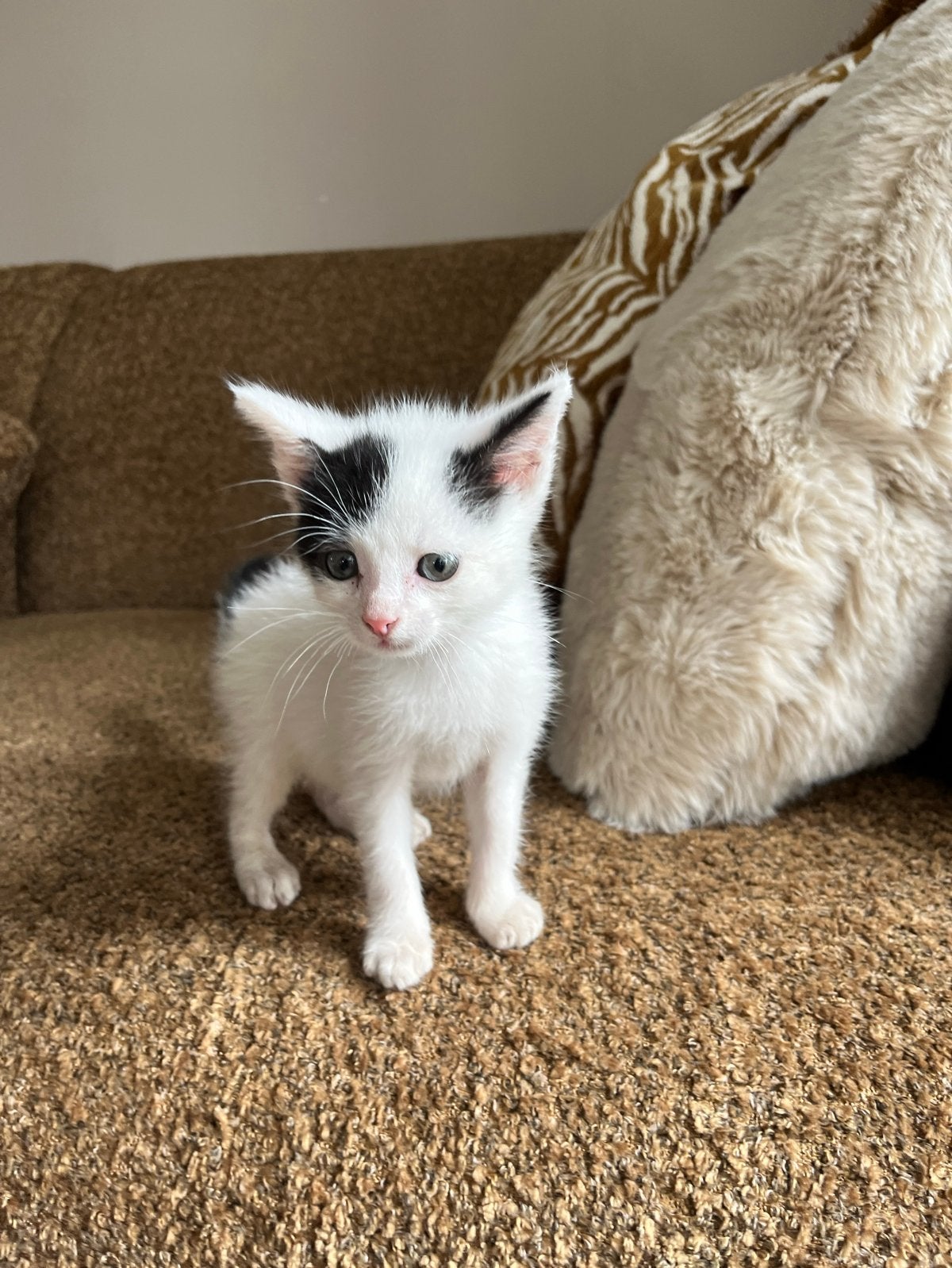 2 lieve kittens te koop, Meerdere dieren