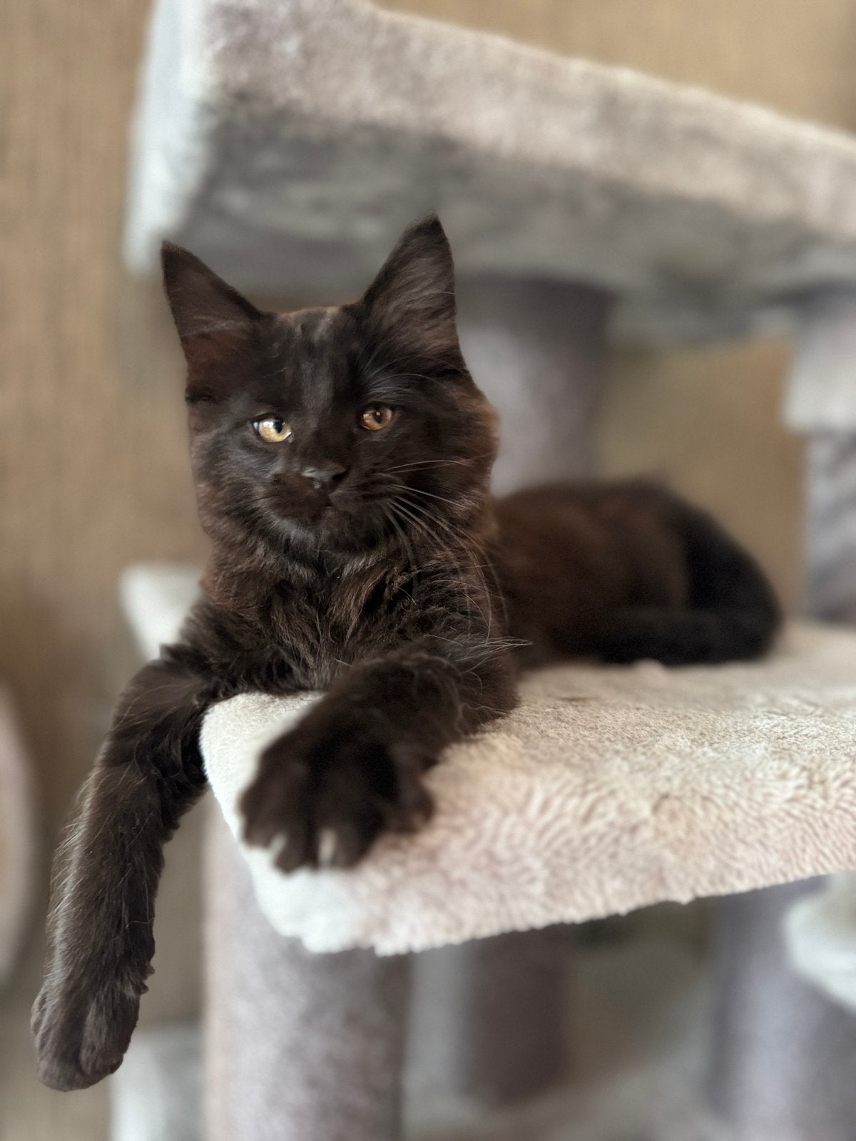 MAINE COON KITTENS, Meerdere dieren, Ontwormd, 0 tot 2 jaar