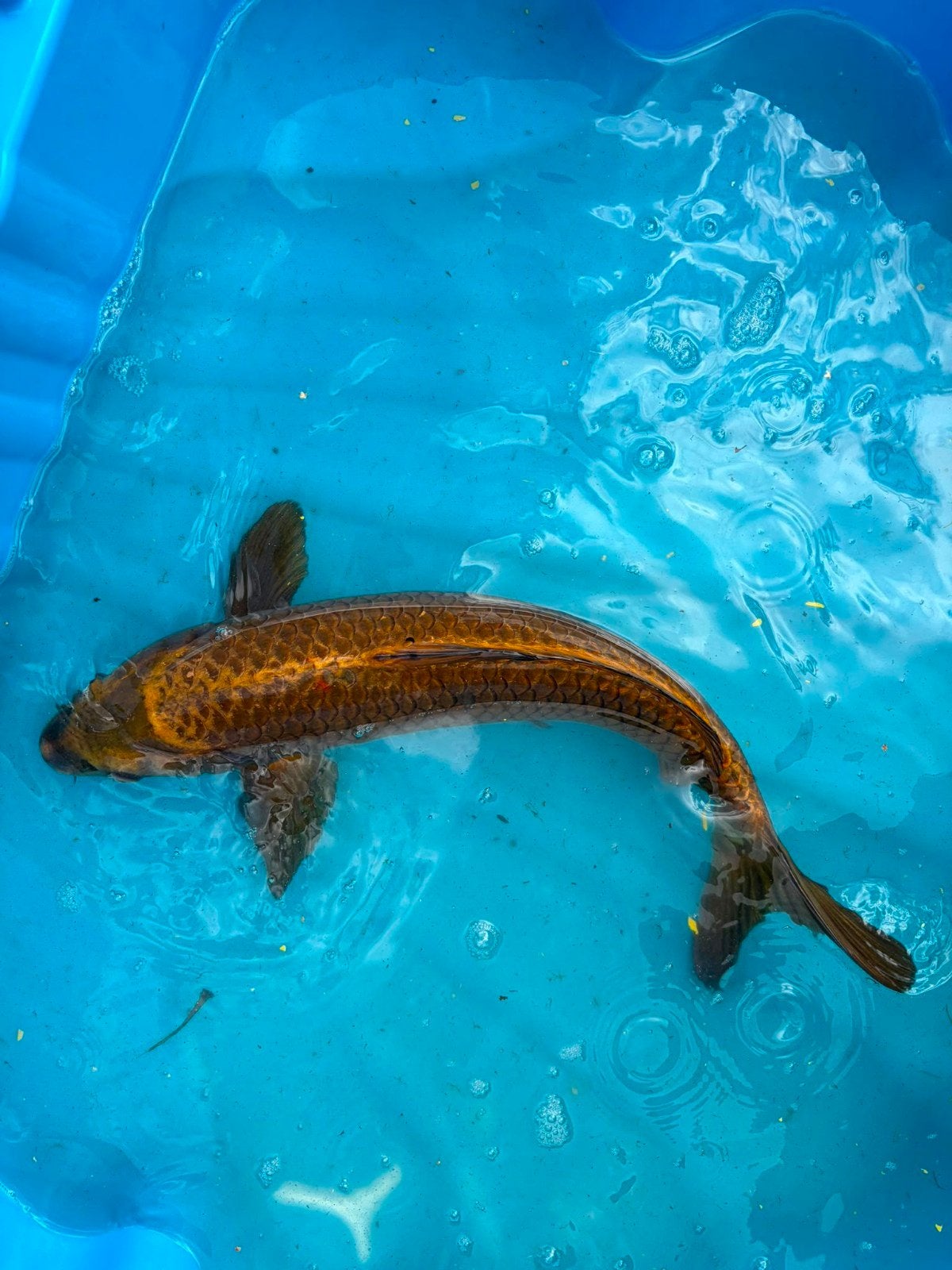 hele mooie Ghost koi 52cm, Dieren en Toebehoren, Vissen | Vijvervissen, Karper of Koi