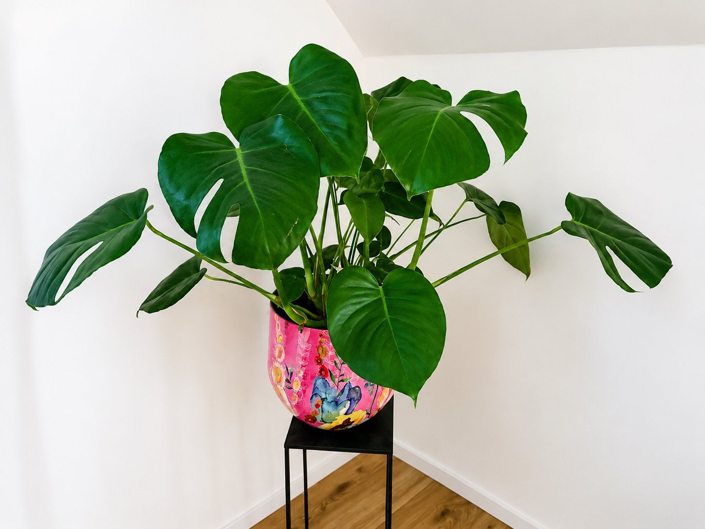 Mooie grote monstera, Huis en Inrichting, Ophalen, Halfschaduw, Minder dan 100 cm