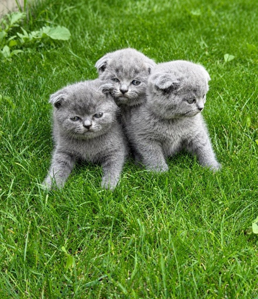 Schotse Korthaar kittens zoeken een nieuw thuis, Poes, 0 tot 2 jaar