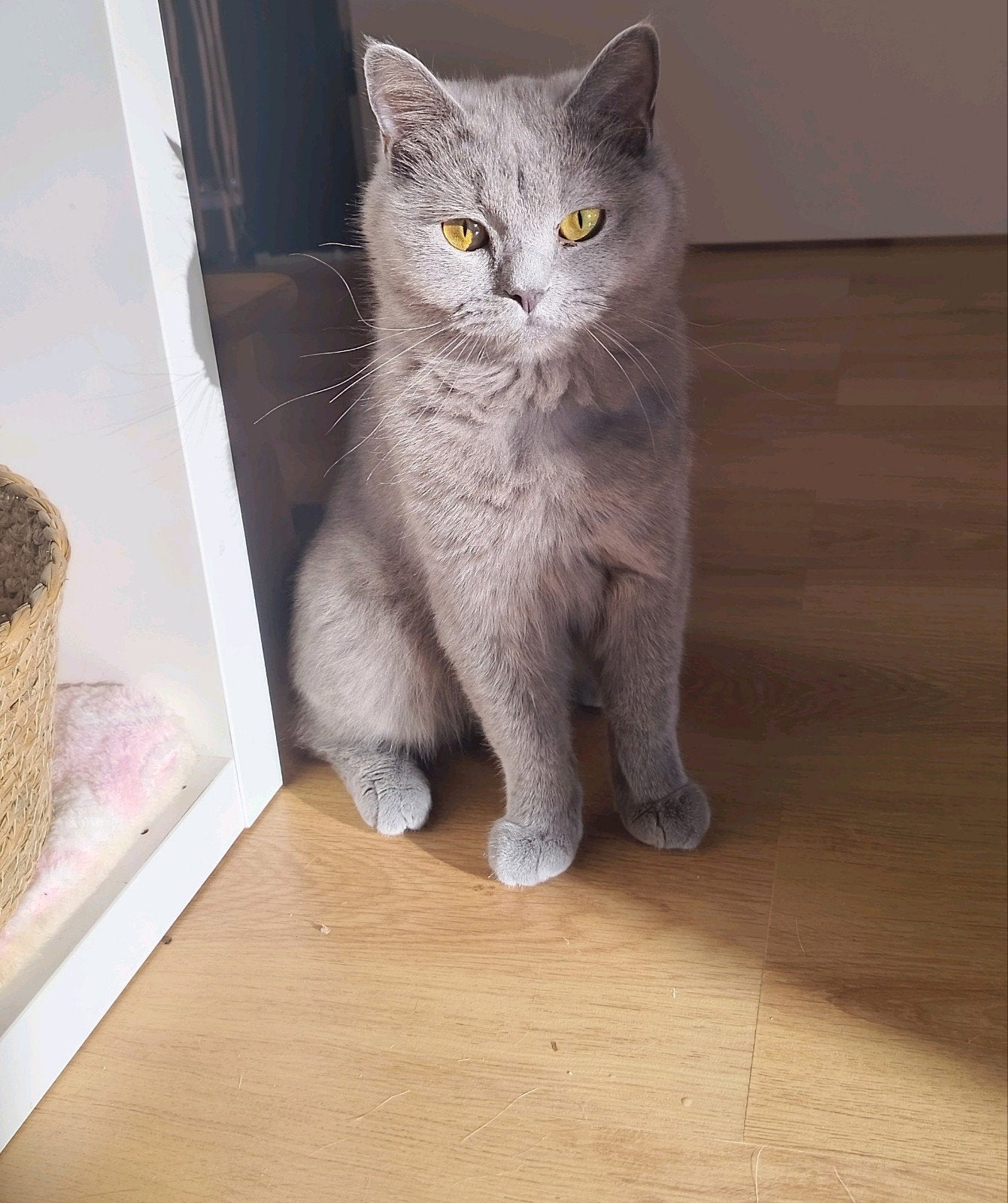 Lieve Britse korthaar poes, Dieren en Toebehoren, Poes, Ontwormd