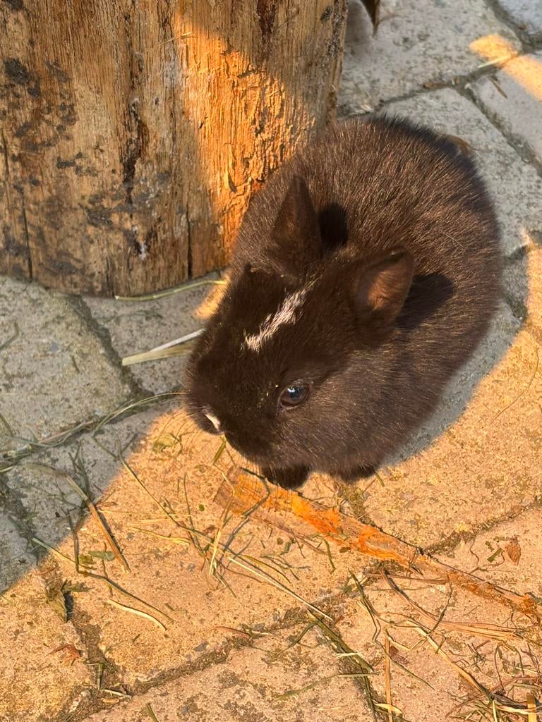 Baby dwergkonijntjes!, Dieren en Toebehoren, Konijnen, Meerdere dieren, Dwerg