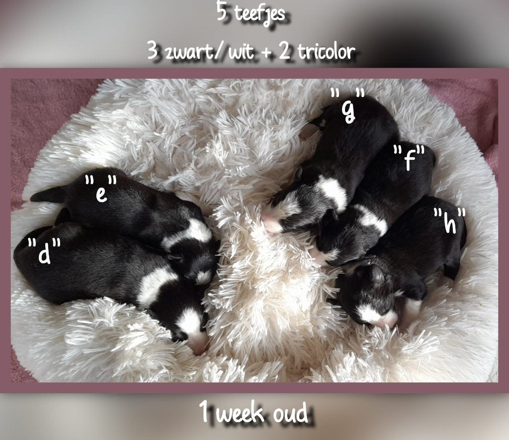 Prachtige, raszuivere Border Collie puppy's, Collie, Meerdere, Meerdere dieren, Nederland