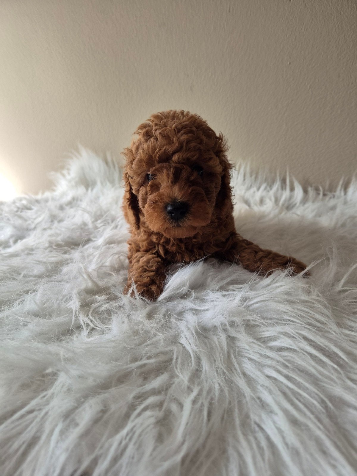 toy poedel, Poedel, 8 tot 15 weken, Teef, Eén hond