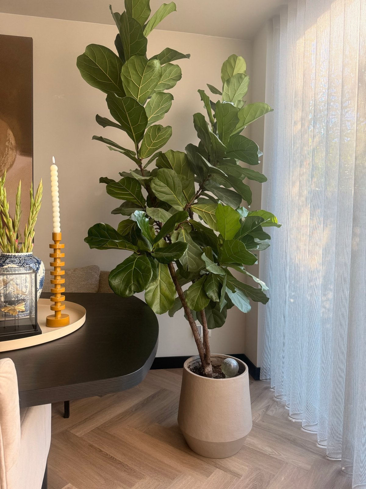 Grote Ficus Lyrata (Tabaksplant) in beige pot 250 cm, Ophalen, Ficus, Halfschaduw, In pot