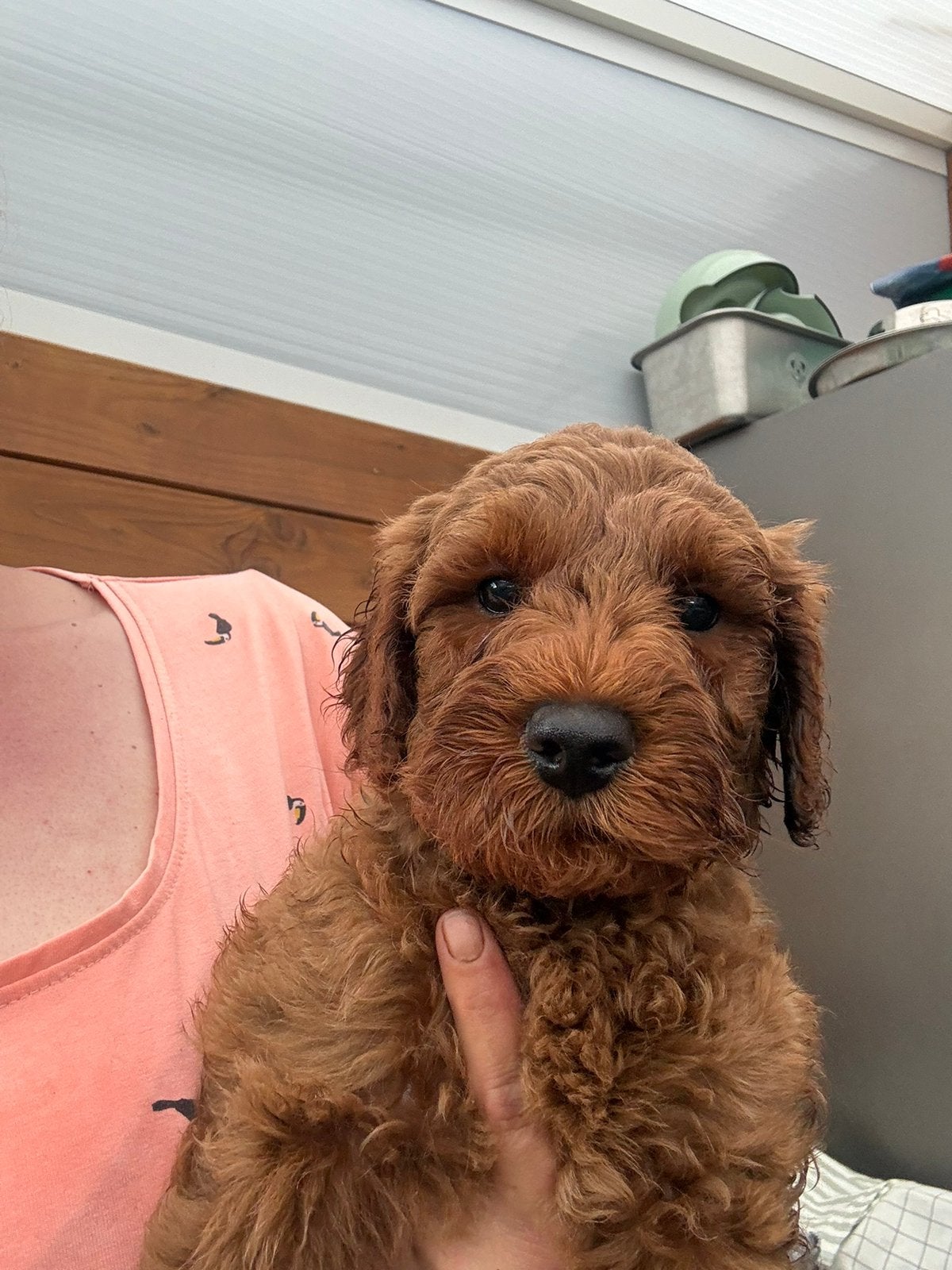 Australian labradoodlle pups, Dieren en Toebehoren, 8 tot 15 weken, Parvo, Meerdere, Meerdere dieren