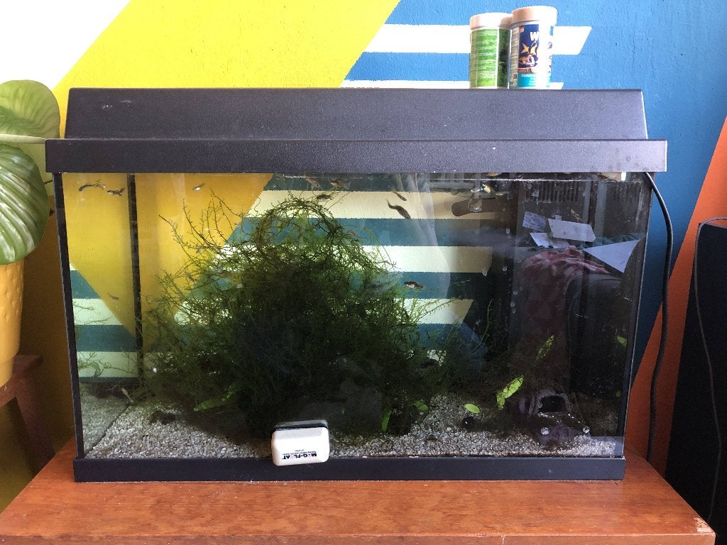 60l aquarium + vissen, Ophalen, Gebruikt, Gevuld zoetwateraquarium, Juwel