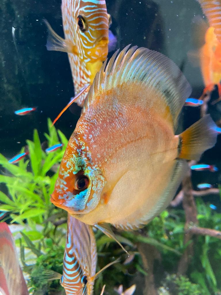 Discus vis, Vis, Zoetwatervis, Schoolvis