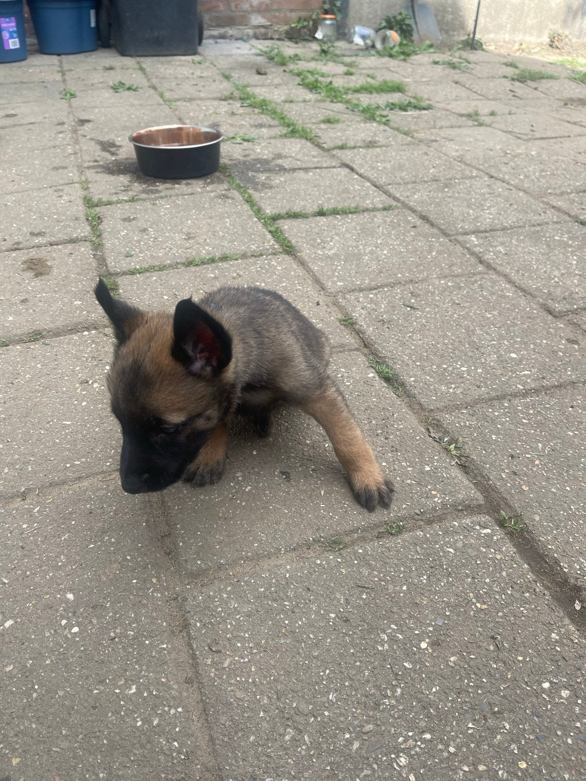 Te koop 26 Juni 2026 8 mooie mechelse herder pups geboren, Dieren en Toebehoren, Honden | Herdershonden en Veedrijvers, 8 tot 15 weken