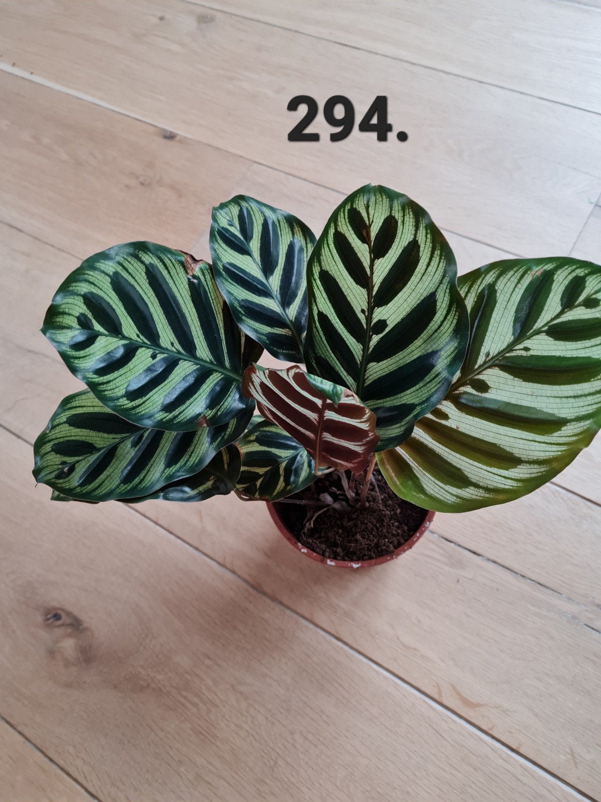 Kamerplant, calathea makoyana 35 cm hoog., Ophalen of Verzenden, Halfschaduw, Minder dan 100 cm