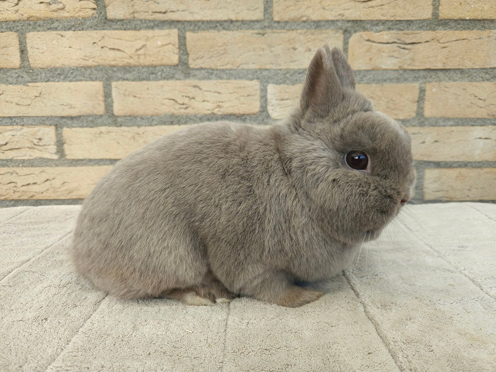 Gecastereerde Kleurdwerg ram, Dieren en Toebehoren, Mannelijk, Dwerg