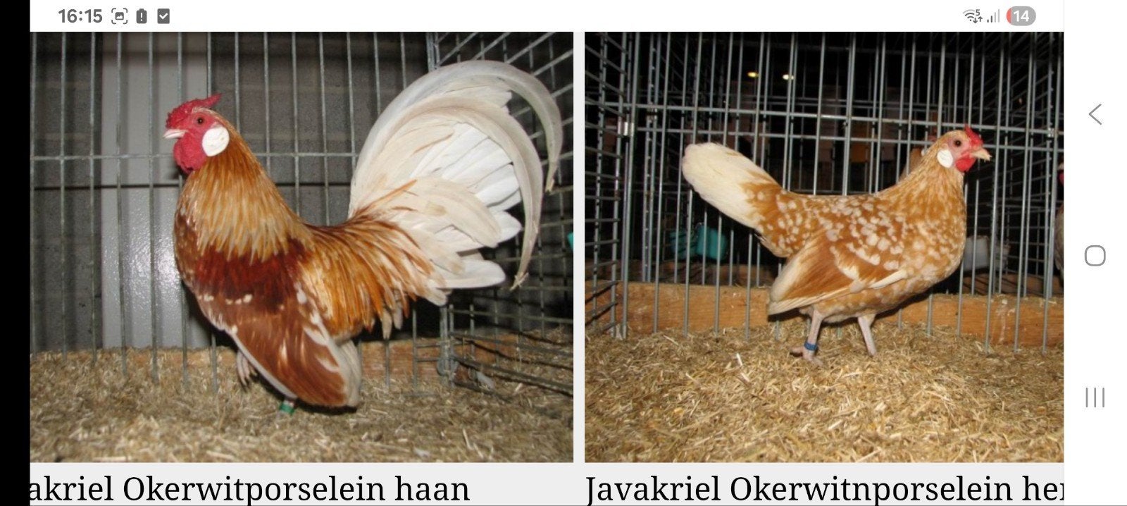 gezocht broedeieren, Dieren en Toebehoren, Meerdere dieren, Kip