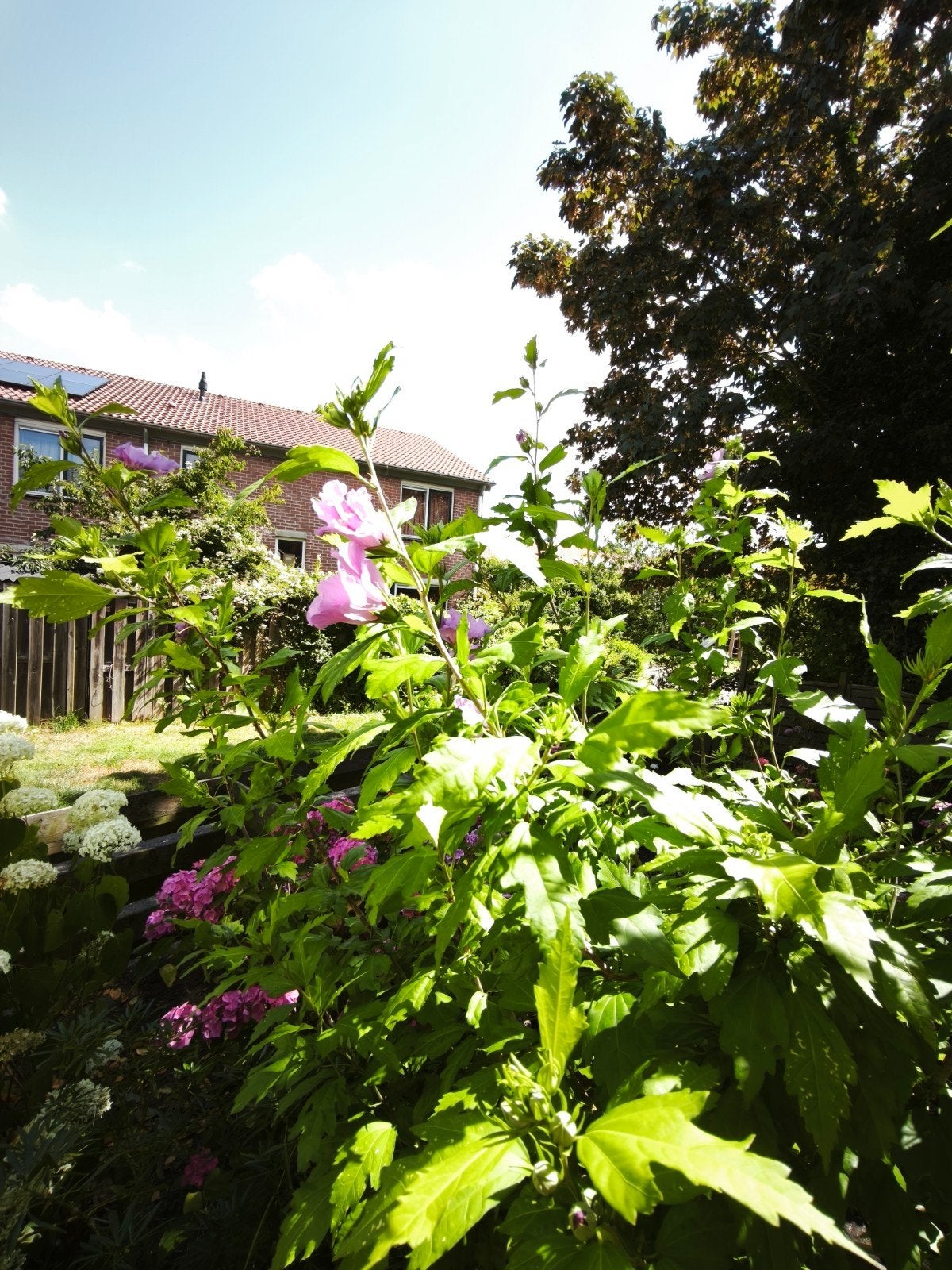 Hibiscus boom, Ophalen, Overige soorten, 100 tot 250 cm