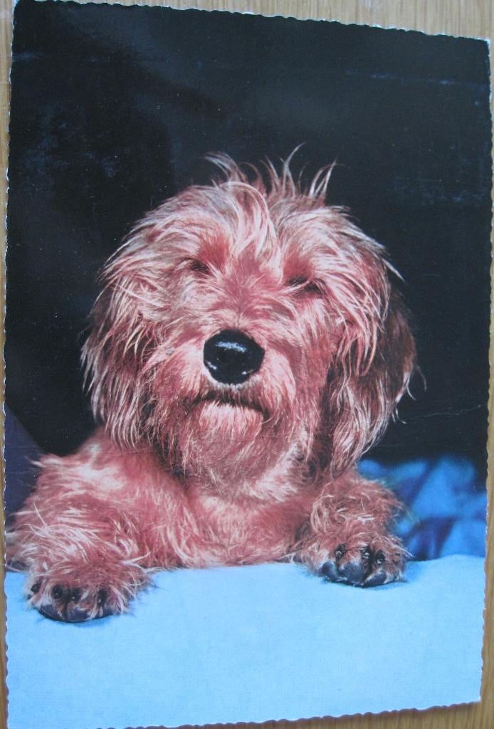Ruwharige teckel op ansichtkaart - 1965, Verzamelen, Verzenden, 1960 tot 1980, Gelopen, Hond of Kat
