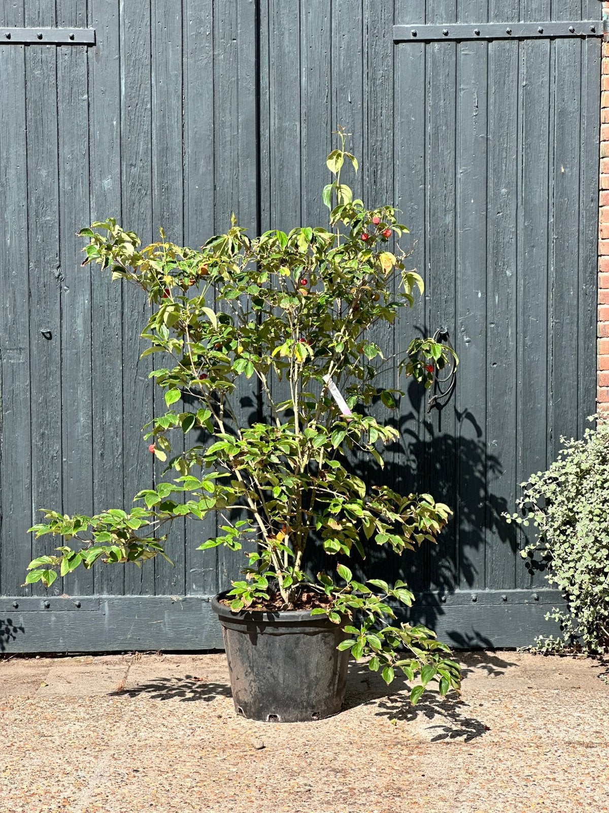 Cornus kousa Teutonia (Japanse grootbloemige kornoelje), Ophalen