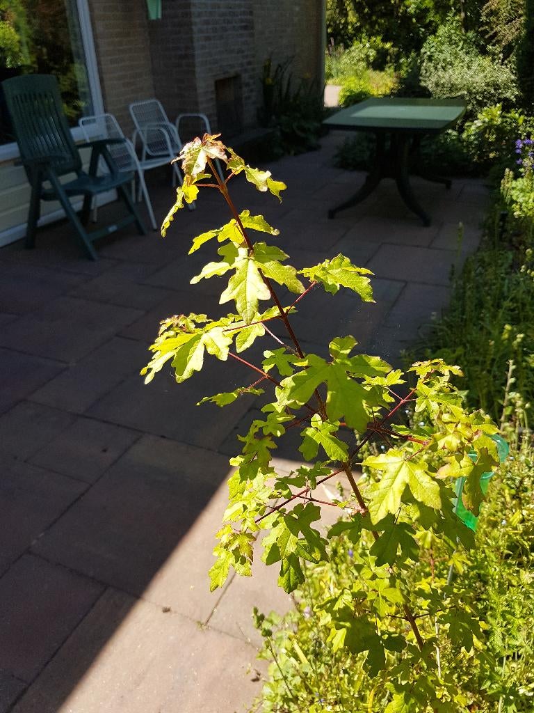 veldesdoorn, Acer Campestre,Spaanse aak, sterk, dikke stam, Tuin en Terras, Ophalen, Esdoorn, Haag, 100 tot 250 cm