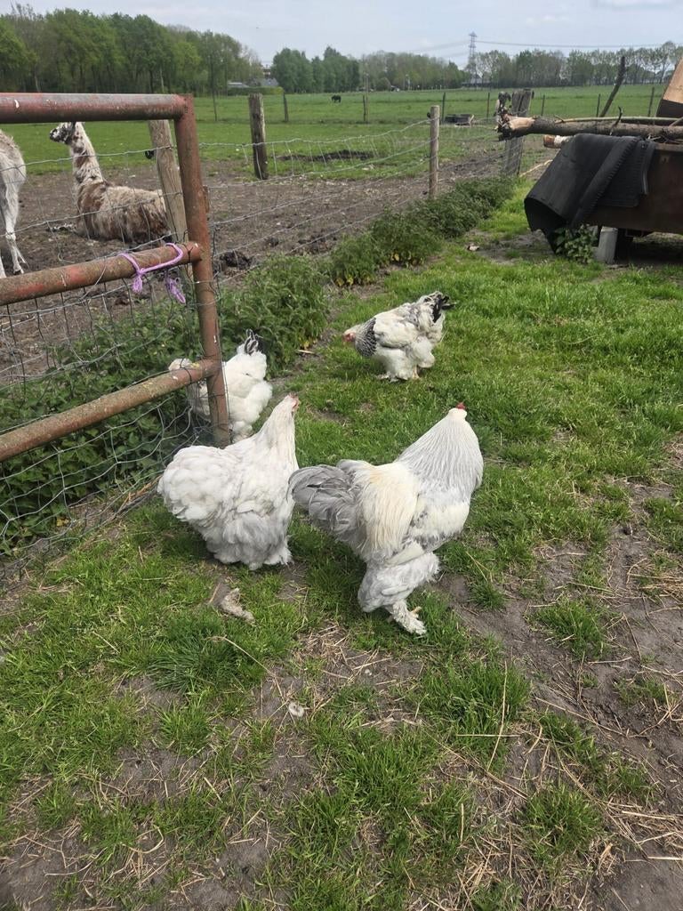Tekoop mooie brahma, Meerdere dieren, Kip
