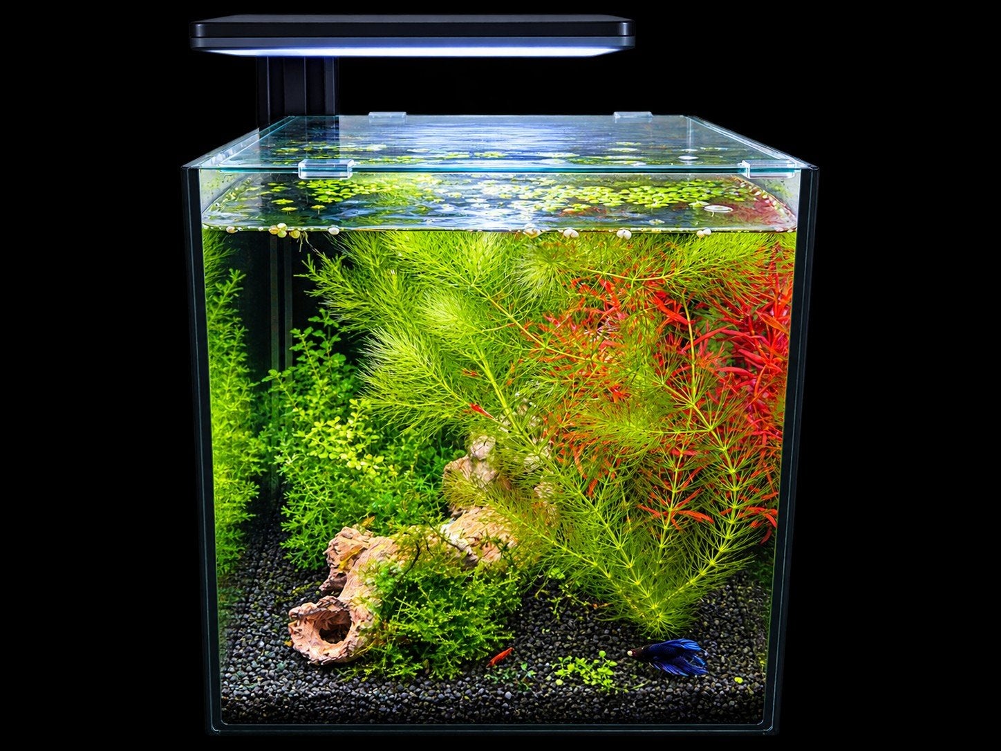 Superfish qubiq 30 pro, Ophalen, Inclusief deksel, Zo goed als nieuw, Leeg aquarium