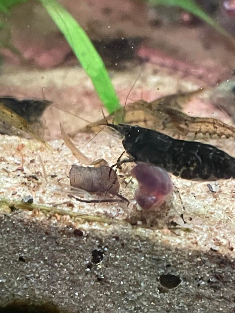 Blauwe garnalen 10 voor € 10, Dieren en Toebehoren, Vissen | Aquariumvissen, Kreeft, Krab of Garnaal