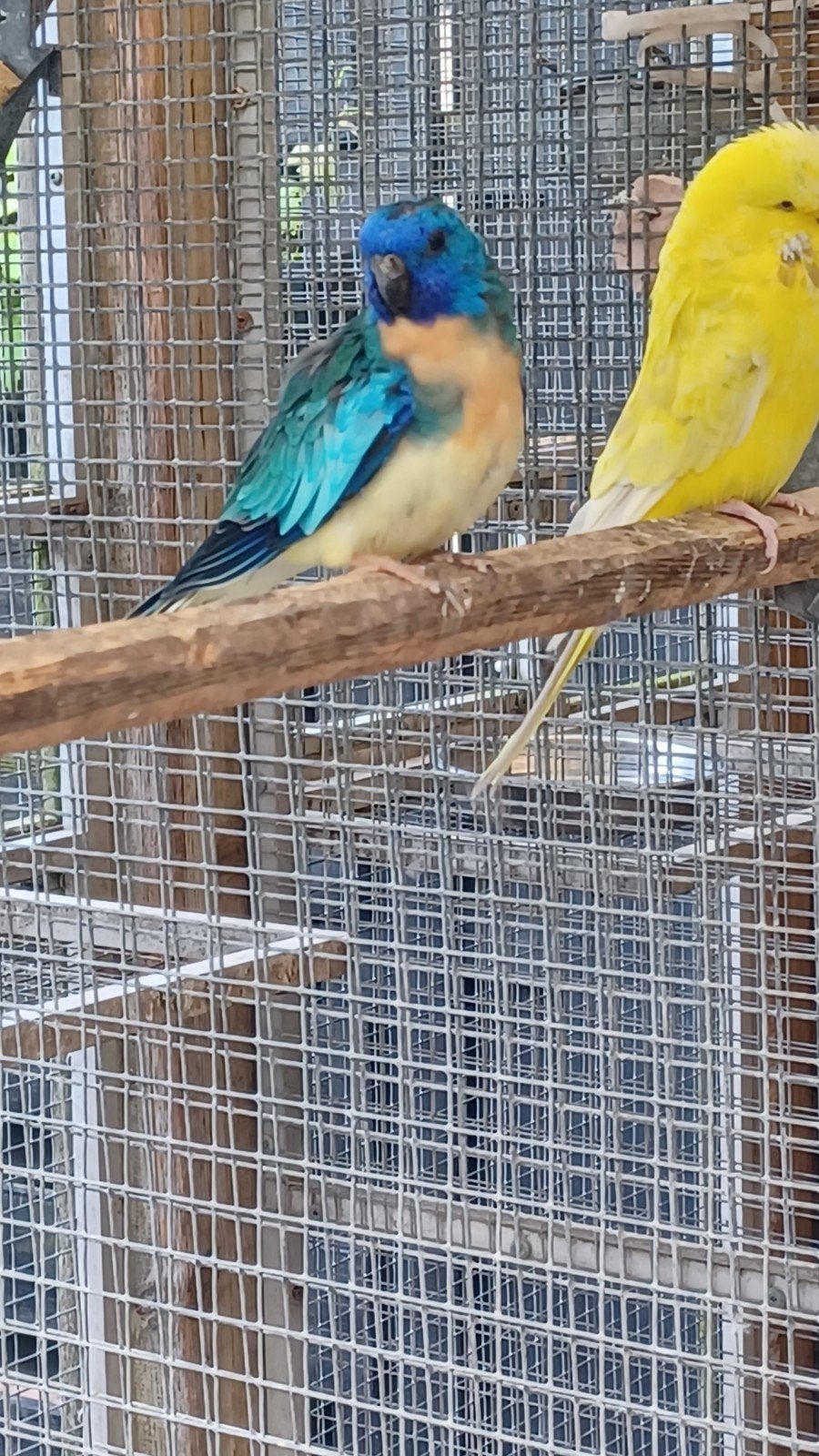Splendid parkiet, Dieren en Toebehoren, Mannelijk, Parkiet, Geringd