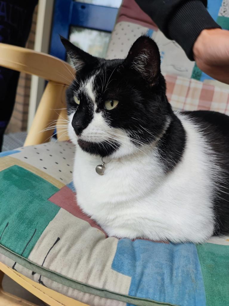 Nieuw huisje gezocht voor Bella, Dieren en Toebehoren
