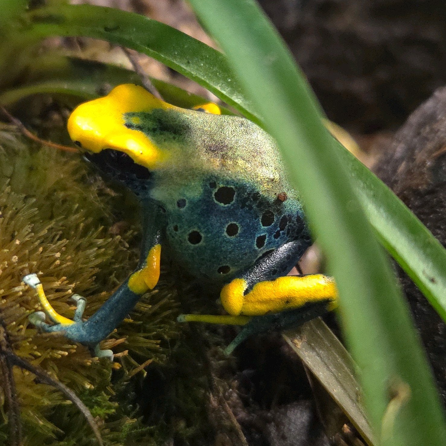 Gifkikkers Tumucumaque Frog - unknown for sale from De Waterlelie BV