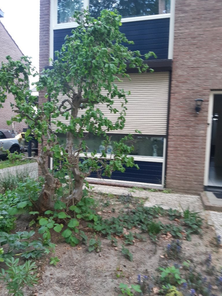 Gratis hazelaar, Ophalen, Halfschaduw, Overige soorten, Lente