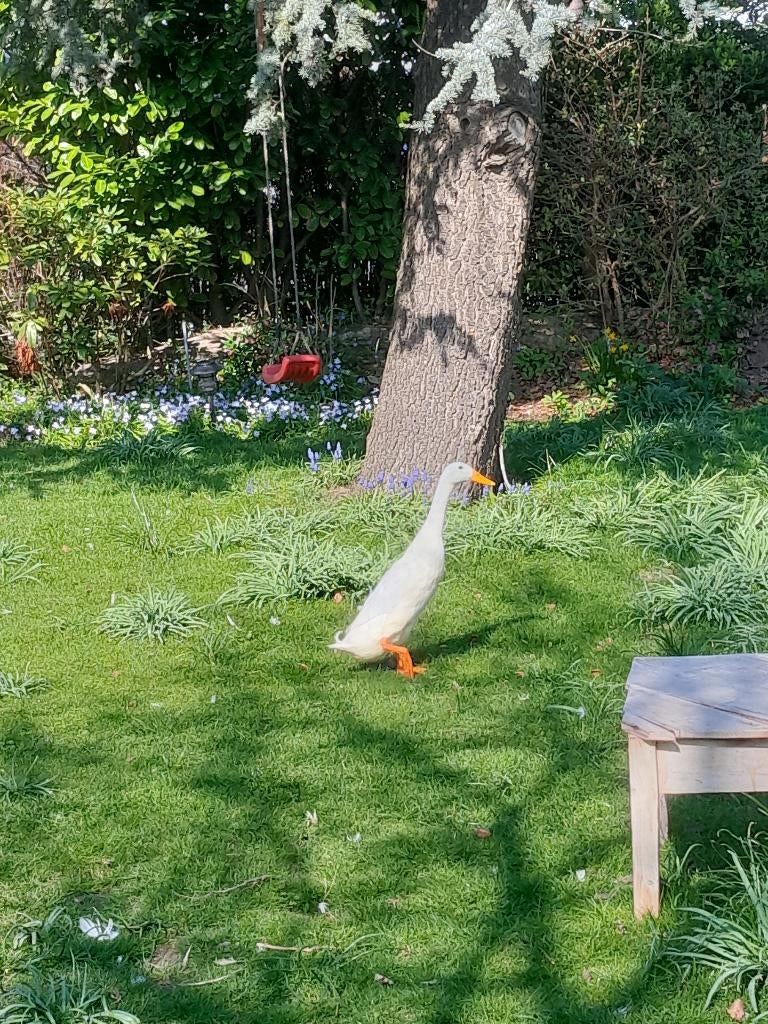 Verse bevruchte Loopeenden eieren te koop, Dieren en Toebehoren, Geslacht onbekend