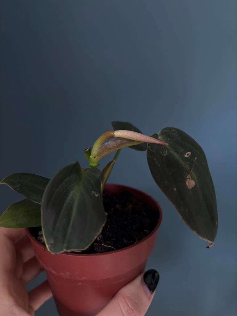 Philodendron Gigas [S], Huis en Inrichting, Kamerplanten, Ophalen of Verzenden, Halfschaduw, Minder dan 100 cm