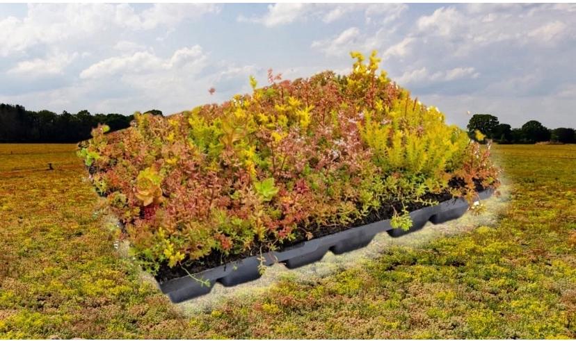 Sedum cassettes 40x60 €15,00 pst Sedummatten 22,50pst, Tuin en Terras, Ophalen of Verzenden, Volle zon