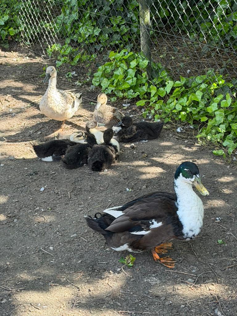 jonge eendjes, Dieren en Toebehoren, Pluimvee, Meerdere dieren, Eend