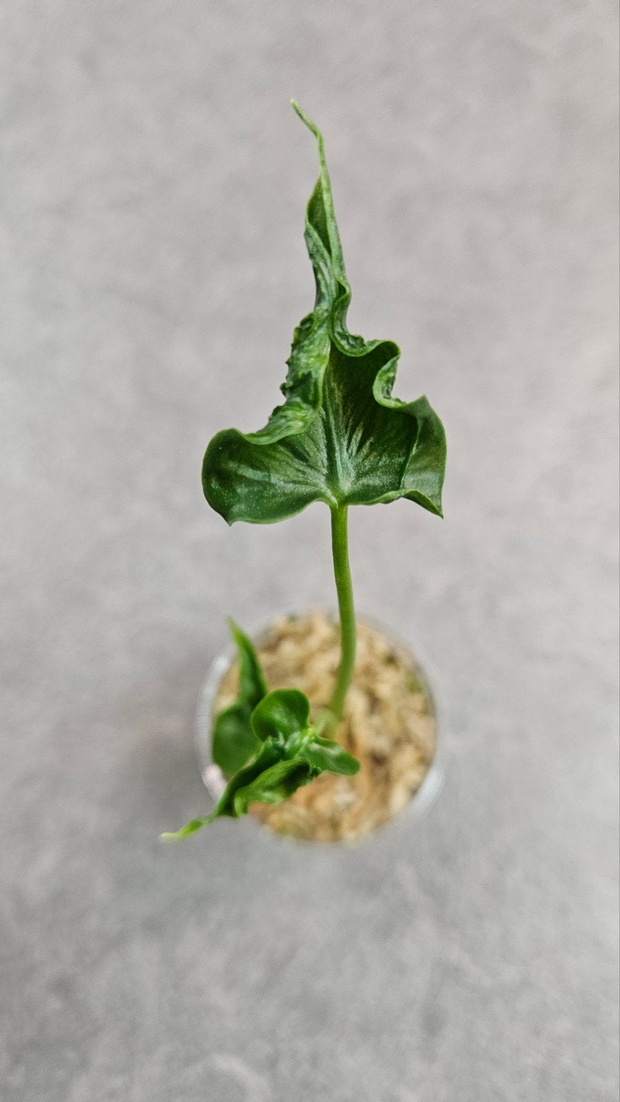 Alocasia Teletubbie, Ophalen of Verzenden, Halfschaduw, Minder dan 100 cm