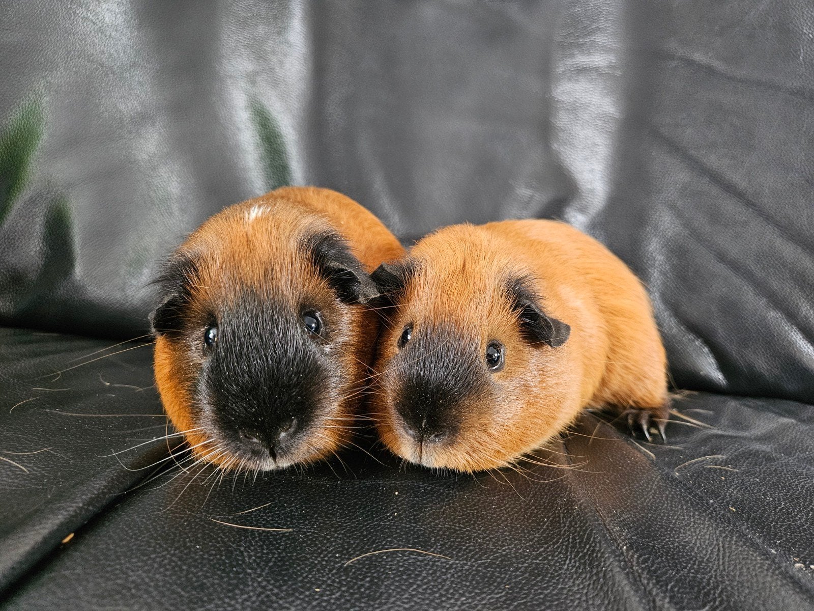 cavia broertjes 2 jaar oud, Dieren en Toebehoren, Knaagdieren, Februari, Mannelijk, Cavia