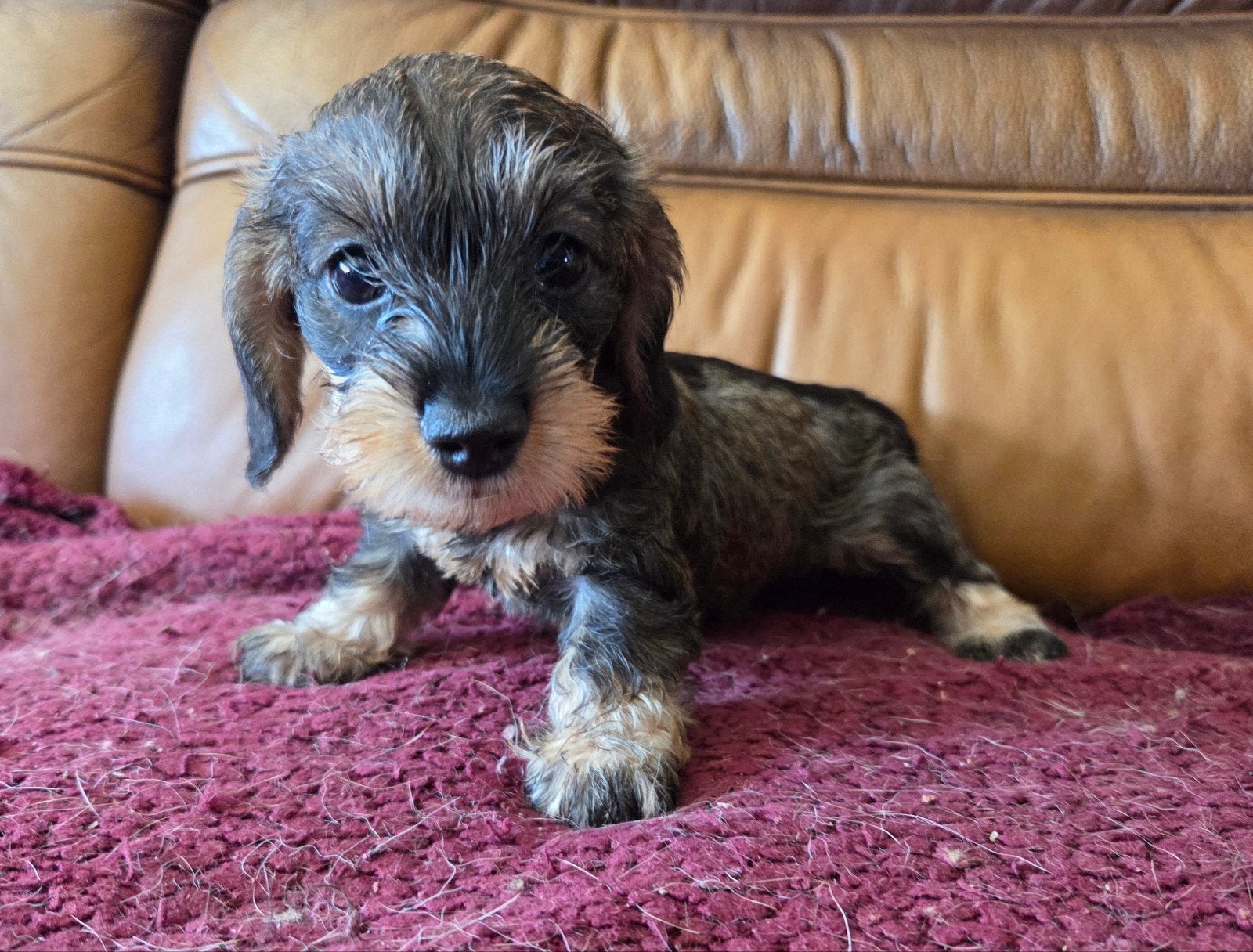Ruwhaar kaninchen teckelpup Teefje, Kaninchen, Teef, Eén hond, Ruwhaar